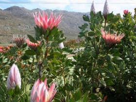 Proteas Just Opening