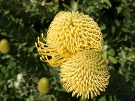 Completely Yellow Protea