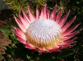 Gorgeous Protea
