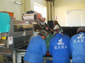 Inspections Before and After Destemming at Raka