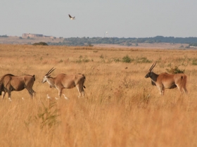 Pretoria Game Reserves: Groenkloof