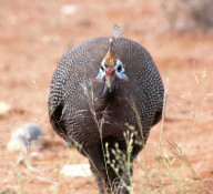 Here is an adult Guineafowl. Flocks of over 20 birds are common and for all the noise they make, can be conspicuous or secretive. This species of guineafowl become tame in the vicinity of bush camps and are often seen on the sides of dirt roads in forest and woodland as well as throughout Etosha.