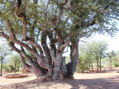 This is the Leadwood Tree (Combretum imberb) and is also called the Namibian  “Ancestral Tree.”  The Herero believe that out of this tree came the first human beings and later all the wild & domestic animals as well. In time all such trees came to be venerated and wayfarers would address them as “Father” and entreat them to grant a prosperous journey.