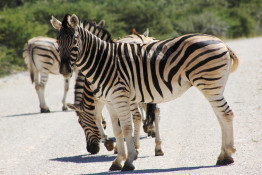 The origin of the word "zebra" is not certain. It likely comes from an African language via Portuguese (zevra). The Damara word for zebra is "!oareb" and the Oshiwambo word is "ongolo".

There are only three species of zebra extant – the plains zebra, including the Burchell’s zebra found in Etosha; the mountain zebra, including Hartmann’s mountain zebra found in north-western Namibia; and the more distantly related Grévy’s zebra found in Kenya and Ethiopia. While the Grévy’s species is more akin to a donkey, the other species look more like domestic horses. All three belong to the horse family Equidae.