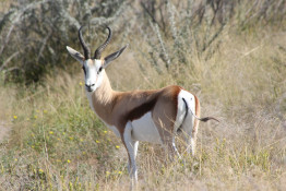 Springbok is the most plentiful antelope in Etosha Park. Springbok are mainly active around dawn and dusk, although they may feed through the day in colder weather, or through the night at particularly hot times of the year. During the summer, they sleep in the shade of trees or bushes, although they often bed down in the open when the weather is cooler.