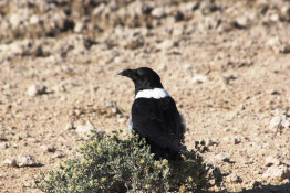 Pied Crows are generally encountered in pairs or small groups, although an abundant source of food may bring large numbers of birds. The species behaves in a similar manner to the Hooded and Carrion Crows. Structurally, the Pied Crow is better thought of as a small crow-sized Raven.
