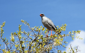 The African Goshawk is a Southern African bird that belongs to the Accipitridae bird family group which includes birds such as Raptors, Old Vultures, Osprey.

Etosha boasts 46 species of raptors that can be seen throughout the year – including a few different species of vulture, kestrels and 12 species of eagle – as well as a number of other open country species, both large and small, including the kori bustard and the rare yellow-throated sand grouse.