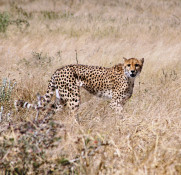 The Cheetah is the fastest land mammal in the world and can reach speeds of 80-100 km/h. However, it is only able to keep up this speed for a short period of time.

Cheetahs do not roar like lions and tigers. Instead, they make birdlike chirping sounds for communication with other members of the family and they hiss when angered or threatened and purr loudly when they are content. If they are alarmed they whine or growl. 

A cheetah has a good sense of smell and communicates by scenting tree trunks, bushes and termite mounds with its waste. 

Cheetahs are typically solitary creatures although males sometimes live with a small group of brothers from the same litter.