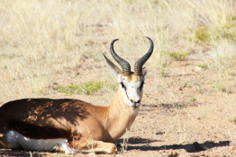 The Springbok is native to the open, treeless plains of southern Africa. This one was lucky to find a little shade to rest under.  

Springboks once roamed in enormous herds but are now much reduced in numbers. Springbok is the symbol and nickname of the national rugby team of South Africa.