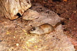 Dassies, also known as Hydraxes, are small, thickset, herbivorous mammals. They are well-furred, rotund animals with short tails.
