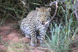 This two-year old Leopard cub has a radio collar. The staff at Okonjima collared this male because his mother is so old she may not be able to take good care of him. So, they keep an eye on him by taking out their tourist guests and finding him through the beeps from his collar.