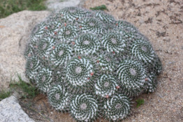 A number of unusual species of plants and animals are found in the Namib Desert, many of which are endemic and highly adapted to the specific climate of the area. Here is a beautiful flowering cactus.