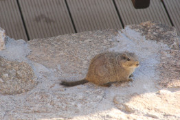 Often mistaken for rodents, Dassies are more closely related to elephants and manatees.