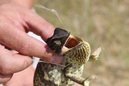 The Namaqua Chameleon (Chamaeleo namaquensis) is a ground living lizard found in the western desert regions of Namibia, South Africa, and Southern Angola  It is one of the largest chameleon species in Southern Africa, and reaches up to 25 inches in length.
