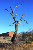 Here is a Camel Thorn Tree in the Dead Vlei.