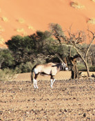 The Gemsbok are also known as Oryx.