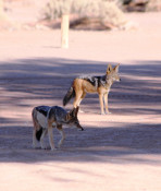 If there is food around, the scavenging Black Backed Jackals always show up. They are always hopeful.