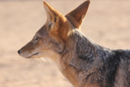 The black-backed jackal (Canis mesomelas) gets its name from the broad, dark saddle which exists on the upper parts of the body. Although the black-backed jackal is an efficient hunter, it relies heavily on scavenging for its food supply. Jackals will often be found around campsites searching for scraps and unattended food. It is common for shoes left outside of tents and bungalows in Etosha National Park to go missing during the night, and jackals are generally the culprits.