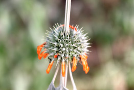 This is Daga (Leonotis leonurus), which is native "Herbal Marijuana" and is also known as lion's tail. The dried leaves and flowers have a mild calming effect when smoked. In some users, the effects have been noted to be similar to the cannabinoid THC found in Cannabis, except that it is a much less potent "high".