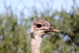 Contrary to a popular myth, ostriches do not bury their heads in sand. When it appears from a distance that they are doing so, they are actually laying their heads on the ground with their necks stretched out to avoid being seen by predators.

In addition to their speed, which makes them capable of escaping virtually any kind of danger, ostrich legs are so powerful that they can kill a lion or a hyena with a single kick.