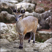 The word klipspringer literally means "rock jumper" in Afrikaans. The klipspringer is also known colloquially as a mvundla (from the Xhosa umvundla, meaning "rabbit").

Klipspringers are herbivores, eating plants growing in mountainous habitats and rocky terrain. They never need to drink, since the succulents they consume provide them with enough water to survive.