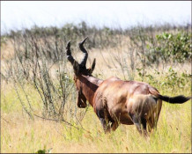 The Red Hartebeest is nicknamed the "Harley Davidson” of the antelope tribe because of the configuration of its horns. This 'beest' is truly a strange-looking creature. The elongated appearance of the face is exaggerated by the smooth, non-ringed section of the horns, which continues on the same line as the face. The horn then curves slightly forward and finally takes a drastic curve rearward coming to the tips. Both sexes carry these very unique horns, however, the bull's are much heavier, especially at the bases. The 'beest's' white rump is very evident as he flees the scene when disturbed. The rocking horse motion is almost comical when exaggerated by the up-and-down bobbing of its long face when the hartebeest takes flight.