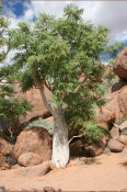 The “Phantom Tree” (Moringa ovalifolia) is an upside-down kind of tree that grows mostly on rocky hillsides in the highland plateau and escarpment.