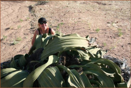 This is Welwitschia mirabilis. Catherine kneels next to this dwarf conifer, classified with cycads and pines, as cone-bearing plants which are thought to represent an evolutionary link to flower bearing plants. They can live up to 2000 years; this one is about 1500 years old.