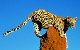 This remarkable spotted cat has a greyhound-like build, and is capable of running at 70km per hour in bursts, making it the world's fastest land animal. A diurnal hunter, cheetah favor the cooler hours of the day to hunt smaller antelope, like steenbok and duiker, and small mammals like scrub hares. 

Namibia probably has Africa's highest cheetah population – estimated at 25% of the world's population. This is largely due to the eradication of lion and spotted hyena from large areas of commercial farmland, where cheetah are not usually regarded (by enlightened farmers) as a threat to cattle. Etosha is Namibia's best park for cheetah in the wild, though there's probably a higher density of them on many farms.