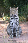 This adult leopard was equipped with an electronic collar which allowed the guide to track him down. It still took some doing, as the enclosed area is very large.