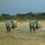 The Black Rhino is the more widespread of Africa's two rhino species. It is an imposing and rather temperamental creature which has been poached to extinction in most of its former range, but still occurs in low numbers in some southern African reserves. Namibia offers the Black Rhino its best chance of long-term survival – thanks in no small measure to the work of Namibia's Save the Rhino Trust.