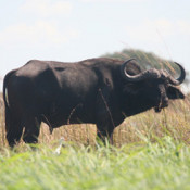 Frequently and erroneously referred to as a water buffalo (an Asian species), the Cape, or African, buffalo is a distinctive, highly social ox-like animal that lives as part of a herd. It prefers the well-watered savannah, though also can be found in forested areas as well.