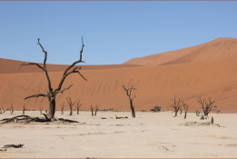 The Camel Thorn trees of the Dead Vlei started growing 880 years ago, and survived about 300 years, until the climate changed to become much more arid.