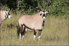 The Oryx (also known as the Gemsbok) is the quintessential desert antelope; unmistakable with its ash-grey coat, bold black facial marks & flank strip, and unique long, straight horns. Of the three races of Oryx in Africa, the Gemsbok is the largest and most striking. It occurs throughout the Kalahari and Namib and is widespread all over Namibia, from the coast to the interior highlands.

As you might expect, Gemsbok are very adaptable. They range widely and are found in areas of dunes, alkaline pans, open savannah and even woodlands. Along with the much smaller springbok, they can sometimes even be seen tracking across flat desert plains with only dust-devils and mirages for company.