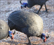 The guinea fowl is a ground-nesting bird and spends much of its time scratching around on the ground in search for something to eat. 

In their native Africa, guinea fowl have been used as domestic animals for hundreds of years as the large size of the guinea fowl means that just one bird can provide a great deal of food.