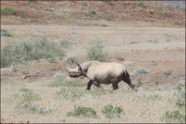 Garth named this black rhino "Stumpy" due to his short tail. This guy was right outside Garth's front gate so we went out to pay him a visit.