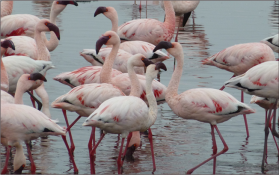 In addition to the large numbers of the Greater Flamingo at Walvis Bay, there are also 33,000 Lesser Flamingos (Phoenicopterus minor), pictured here, in the same location.