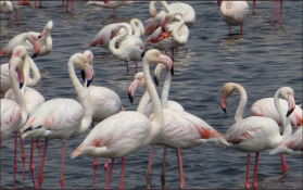 Greater Flamingos (Phoenicopterus ruber) breed in large, flooded shallow salt pans.  Flocks of tens to tens of thousands, usually with Lesser Flamingos, are common.