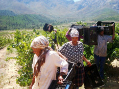 As the women reposition the empty boxes, the men carry the 20 kilo crates filled with grapes to the waiting gondolas.