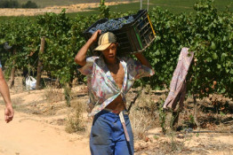 While our workers are of all ages, the harvest is very strenuous. This young chap does not look like he has an ounce of fat on him.