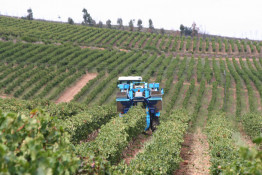 The harvester obviously straddles the grape vinerow and the grapes are vibrated off the vines into belts that lift them into the side bins. It looks (and sounds) quite strange to see a harvest being brought in without 50 or more people in the fields, talking, laughing, and running the lug boxes to the gondolas. Clearly mechanization is reducing the number of seasonal jobs while taking much of the hardest labor out of farming.