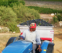 Only our most senior and responsible workers, such as Willem shown here, are permitted to drive the tractors. Working on hillsides with heavy equipment is serious business, and the loaded grapes represent our entire year's efforts.