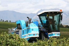 Braud is a French-made grape harvester; we purchased a late model used one in 2007 and used it successfully for the 2008 harvest. While we can use machine harvesters on about 70% of Silkbush, they can't be used on all blocks. First, the steepness of some of the slopes would tip the machines over and if we have unevenly ripening bunches, the machine cannot discern between bunches we would prefer to leave hang longer.