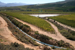 Some 75% of our mountain water is sent to neighboring vineyards further down the hillside. We had been encouraging the beneficiaries of the water system to line the ditch to prevent water loss; so in 2014, two pipes were installed to reduce water loss even further.