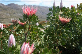 Bergsig has some of the most beautiful Proteas examples decorating their property just outside the offices and tasting room. "Prop" Lategan may have gotten his nick-name years ago because of his love of flying small airplanes, but in his retirement years his avocation is raising these beautiful plants.
