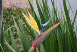 Not a Protea, this lovely flower's precise name is Stelitzia Reginae. But Bird of Paradise really fits! It is also grown in California.
