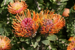 Most Proteas grow wild in the Western Cape, often in remote areas, although many are harvested before they bloom and then exported overseas to the flower markets of the world. When the grandfather was a younger man, he became a top flight airplane pilot, hence the nickname, Prop. He still flies a Cessna, but growing these spectacular flowers is Prop's main joy today.