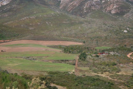 While the Silver Springs property could also be planted as a true mountain vineyard, Fanie Griessel has only run cattle and a few pot belly pigs on it. This photo shows it is quite close to the mountain escarpment to the rear of SILKBUSH.