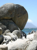 Just south of Simonstown, on the False Bay side of the Cape Peninsula, is Boulders Beach, home of a colony of penguins. They are a monagamous species (about 3,000 pairs at the Boulders) and the lifelong partners take turns incubating their eggs and feeding their young. The boulders protect the penguins from the surf and also create a small sunbathing/wading lagoon for families. The parking lot is police patrolled but the tourists and the penguins can get as close together as they choose.