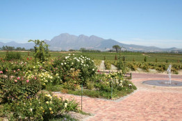 Avondale Winery is located on an obscure road off the R303, on the Franschhoek side of the N-1. It has a Paarl Appellation yet a magnificent view of the Simonsberg Mountains in the Stellenbosch district. According to the Platter Guide, the farm has 100 Ha under vine and is producing top quality wine. (<a href="http://www.avondalewine.co.za">www.avondalewine.co.za</a>). The picturesque 160-hectare farm that is today known as Avondale has been under cultivation for more than 300 years.  Early records show that the land was one of the first in the Paarl valley to be allocated specifically for the production of wine grapes.